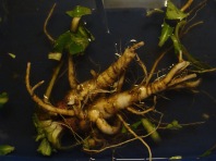 Evening Primrose Root